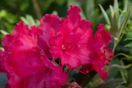 Rhododendron yakushimanum 'Vollblut' (Rododendron 'Vollblut') - afbeelding 6
