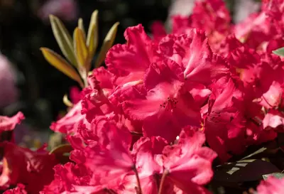 Rhododendron yakushimanum 'Vollblut' (Rododendron 'Vollblut') - afbeelding 5