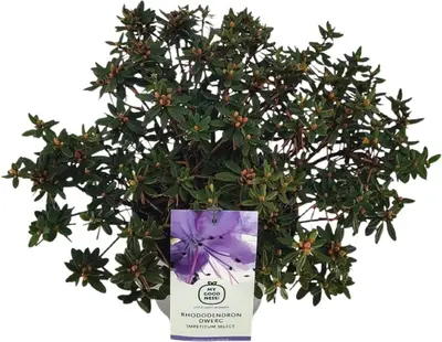 Rhododendron yakushimanum 'Vollblut' (Rododendron 'Vollblut') - afbeelding 1