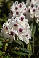 Rhododendron, zweifarbig (Rhododendron) - afbeelding 2