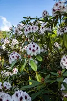 Rhododendron, zweifarbig (Rhododendron) - afbeelding 4