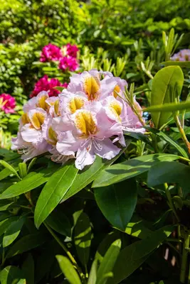 Rhododendron, zweifarbig (Rhododendron) - afbeelding 7