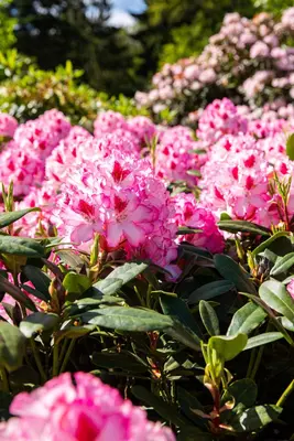 Rhododendron, zweifarbig (Rhododendron) - afbeelding 9