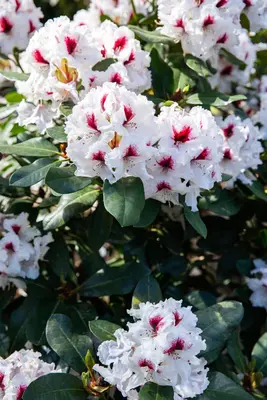 Rhododendron, zweifarbig (Rhododendron) - afbeelding 11