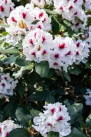 Rhododendron, zweifarbig (Rhododendron) - afbeelding 11