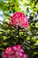 Rhododendron, zweifarbig (Rhododendron) - afbeelding 6