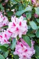 Rhododendron, zweifarbig (Rhododendron) - afbeelding 12