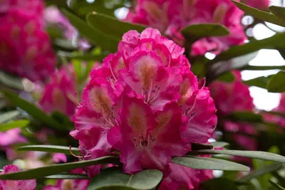 Rhododendron, zweifarbig (Rhododendron) - afbeelding 3