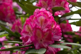 Rhododendron, zweifarbig (Rhododendron) - afbeelding 3