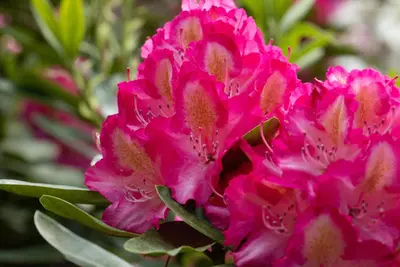 Rhododendron, zweifarbig (Rhododendron) - afbeelding 5