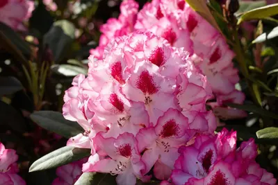 Rhododendron, zweifarbig (Rhododendron) - afbeelding 10