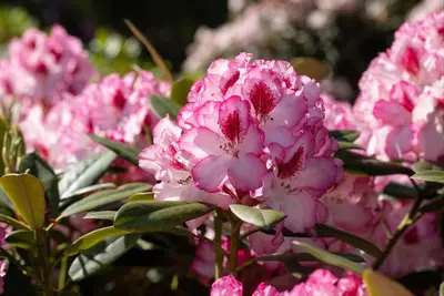 Rhododendron, zweifarbig (Rhododendron) - afbeelding 13
