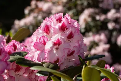 Rhododendron, zweifarbig (Rhododendron) - afbeelding 14