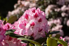 Rhododendron, zweifarbig (Rhododendron) - afbeelding 14