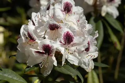 Rhododendron, zweifarbig (Rhododendron) - afbeelding 15