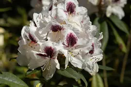 Rhododendron, zweifarbig (Rhododendron) - afbeelding 15