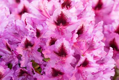Rhododendron, zweifarbig (Rhododendron) - afbeelding 1