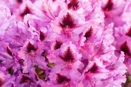 Rhododendron, zweifarbig (Rhododendron) - afbeelding 1