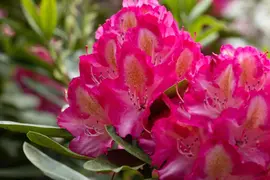 Rhododendron, zweifarbig (Rhododendron) - afbeelding 5