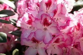 Rhododendron, zweifarbig (Rhododendron) - afbeelding 8