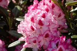 Rhododendron, zweifarbig (Rhododendron) - afbeelding 10