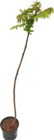 Rhus typhina c5 h40 - afbeelding 1