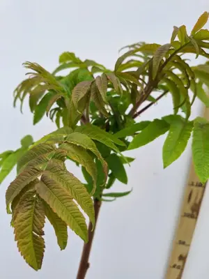 Rhus typhina c5 h40 - afbeelding 2