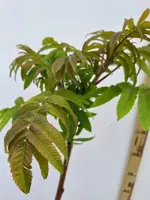 Rhus typhina c5 h40 - afbeelding 2