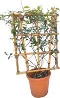 Rhyncospermum jasminoides - afbeelding 1