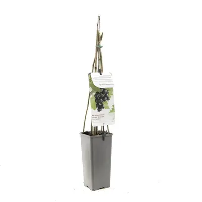 Ribes nigrum 'Jostabes' (Zwarte bes) fruitplant 60cm - afbeelding 2