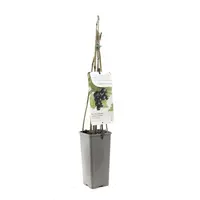 Ribes nigrum 'Jostabes' (Zwarte bes) fruitplant 60cm - afbeelding 2