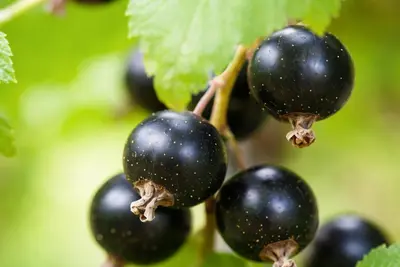 Ribes nigrum 'Jostabes'  (Zwarte bes) fruitplant 60cm - afbeelding 3