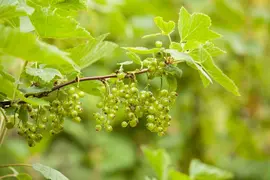 Ribes nigrum 'Jostabes' (Zwarte bes) fruitplant 60cm - afbeelding 5