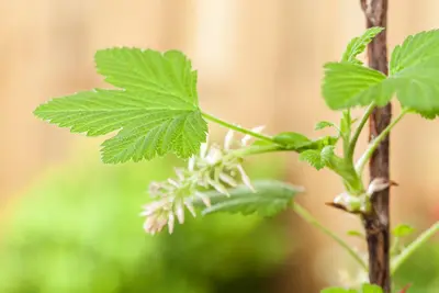 Ribes nigrum 'Jostabes' (Zwarte bes) fruitplant 60cm - afbeelding 6