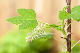 Ribes nigrum 'Jostabes' (Zwarte bes) fruitplant 60cm - afbeelding 6