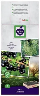 Ribes nigrum 'Jostabes'  (Zwarte bes) fruitplant 60cm - afbeelding 3