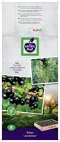 Ribes nigrum 'Jostabes'  (Zwarte bes) fruitplant 60cm - afbeelding 3