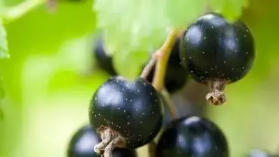 Ribes nigrum 'Jostabes'  (Zwarte bes) fruitplant 60cm - afbeelding 4