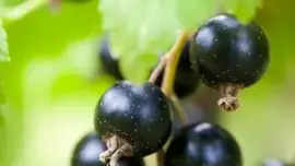 Ribes nigrum 'Jostabes'  (Zwarte bes) fruitplant 60cm - afbeelding 4