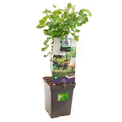 Ribes nigrum 'Jostabes'  (Zwarte bes) fruitplant 60cm - afbeelding 1
