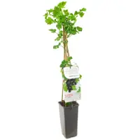 Ribes nigrum 'Jostabes' (Zwarte bes) fruitplant 60cm - afbeelding 1