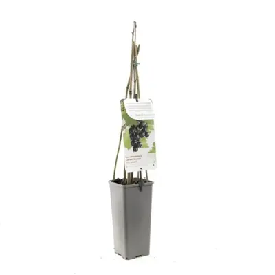 Ribes nigrum 'Jostabes' (Zwarte bes) fruitplant 60cm - afbeelding 2