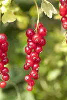 Ribes nigrum 'Jostabes' (Zwarte bes) fruitplant 60cm - afbeelding 4