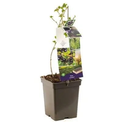 Ribes nigrum 'Jostabes'  (Zwarte bes) fruitplant 60cm - afbeelding 2