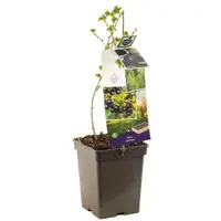 Ribes nigrum 'Jostabes'  (Zwarte bes) fruitplant 60cm - afbeelding 2