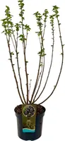 Ribes nigrum 'Titania' (Zwarte bes) 60cm kopen?