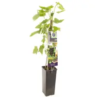 Ribes nigrum 'Titania' (Zwarte bes) fruitplant 60cm kopen?