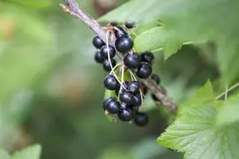 Ribes nigrum 'Titania' (Zwarte bes) fruitplant 60cm - afbeelding 7