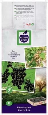 Ribes nigrum 'Titania' (Zwarte bes) fruitplant 60cm - afbeelding 2