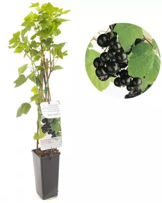 Ribes nigrum 'Titania' (Zwarte bes) fruitplant 60cm - afbeelding 1